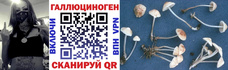 Галлюциногенные грибы GOLDEN TEACHER  где купить наркоту  Краснознаменск 